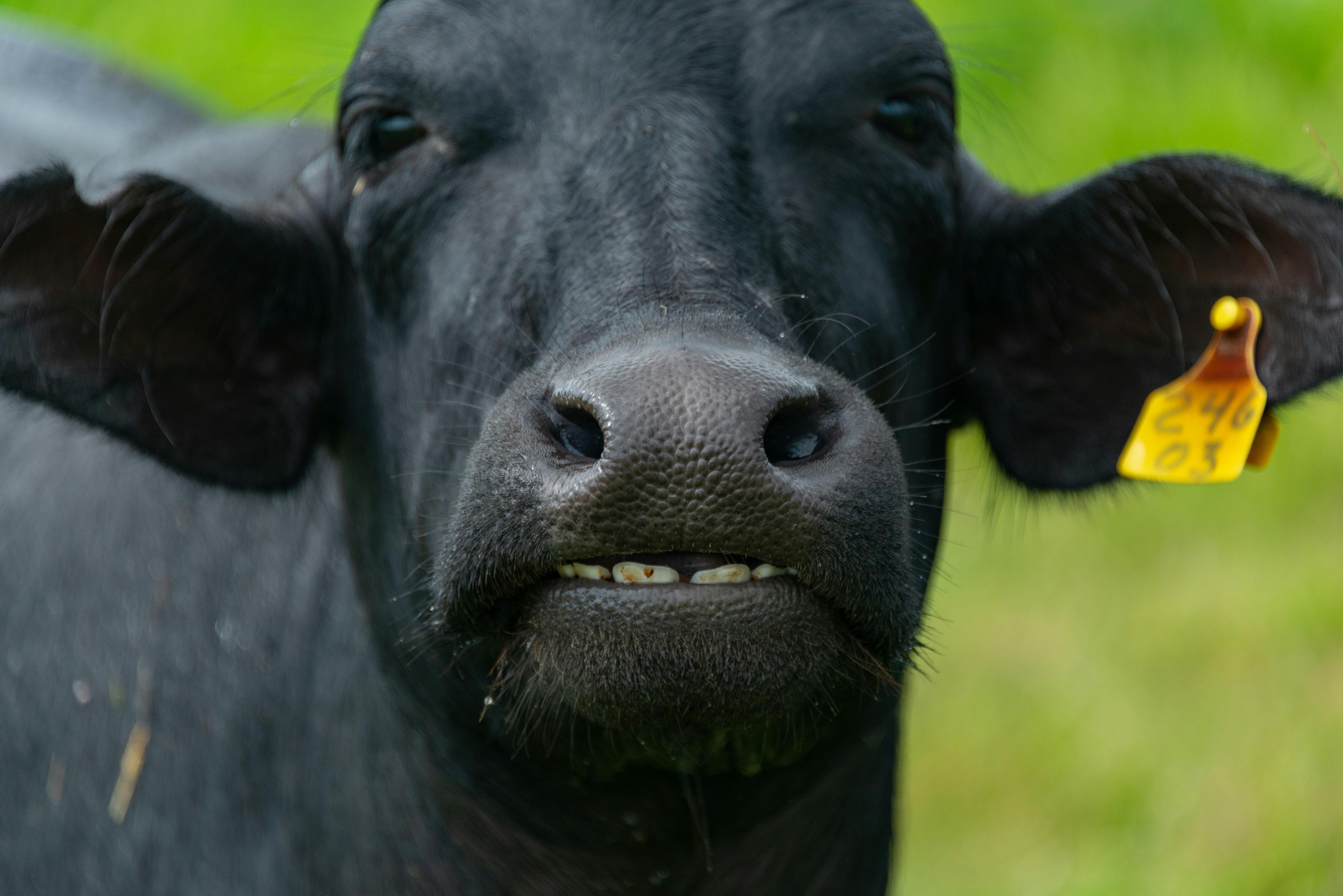 Black Cow